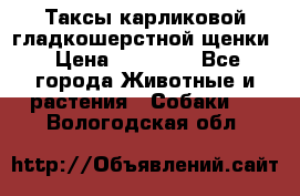 Таксы карликовой гладкошерстной щенки › Цена ­ 20 000 - Все города Животные и растения » Собаки   . Вологодская обл.